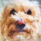 Pet Portrait Large Canvas